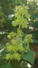 Ocimum campechianum