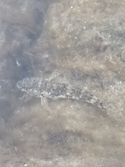 Mauligobius maderensis