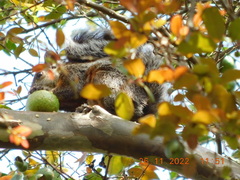 Sciurus variegatoides