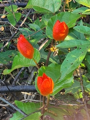 Passiflora coccinea