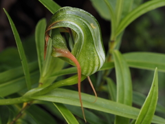Pterostylis patens