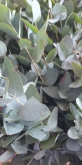 Eucalyptus cinerea
