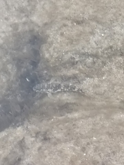 Mauligobius maderensis