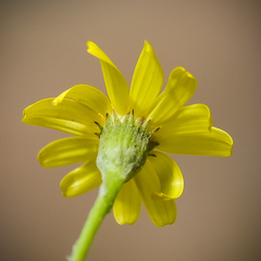 Cineraria mollis