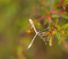 Stenoptilia zophodactylus