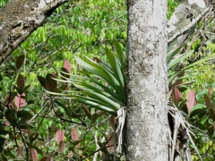 Vriesea