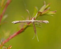 Stenoptilia zophodactylus