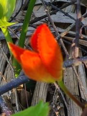 Passiflora coccinea