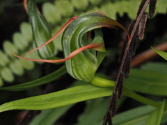 Pterostylis patens