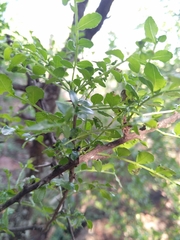Zanthoxylum capense