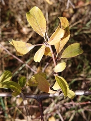 Prunus spinosa