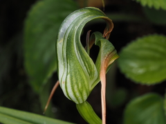 Pterostylis patens