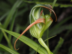 Pterostylis patens