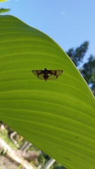Azochis rufidiscalis