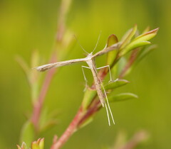 Stenoptilia zophodactylus