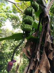 Musa