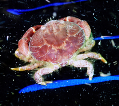 Paraxanthus barbiger