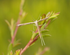 Stenoptilia zophodactylus