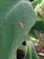 Peucetia rubrolineata