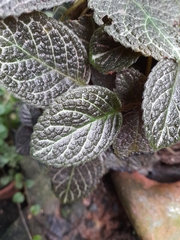 Episcia cupreata