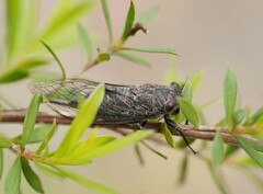Atrapsalta furcilla