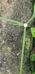 Cyperus mindorensis
