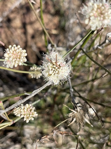 Naked Buckwheat
