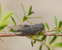 Atrapsalta furcilla