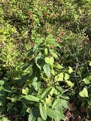 Ipomoea hederifolia