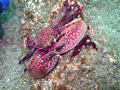 Petrolisthes desmarestii