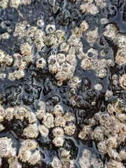 Chthamalus stellatus