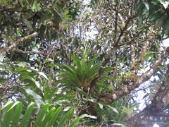 Bromeliaceae