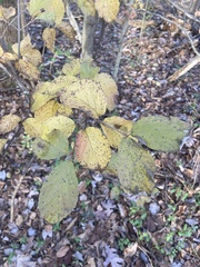 Hamamelis virginiana