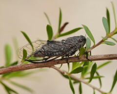 Atrapsalta furcilla