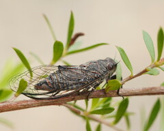 Atrapsalta furcilla