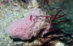 Porifera