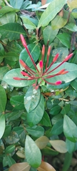 Embothrium coccineum
