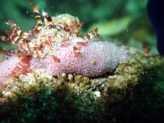 Porifera