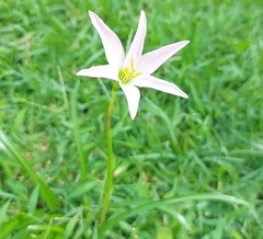 Zephyranthes
