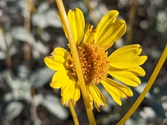 Encelia