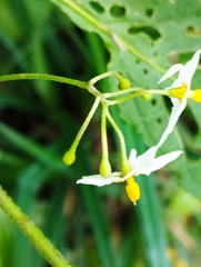 Solanum nigrescens
