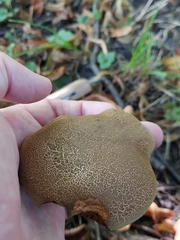 Xerocomellus cisalpinus