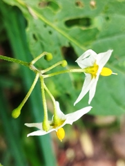 Solanum nigrescens