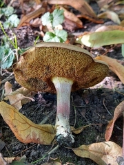 Xerocomellus cisalpinus