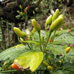 Capsicum annuum glabriusculum