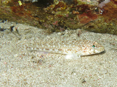 Gobius geniporus
