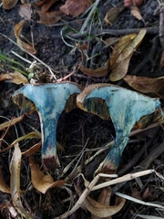 Xerocomellus cisalpinus