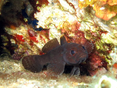 Gobius paganellus