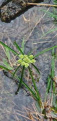 Cyperus entrerianus