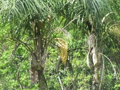 Arecaceae